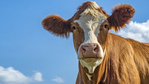 Rotbunte Kuh, im Hintergrund blauer Himmel und Wolken.