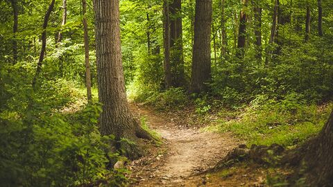Wald mit schmalem Waldweg.