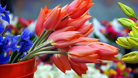 Rote Tulpen in einem Eimer.