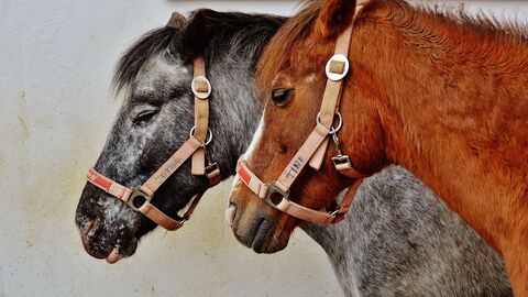 Zwei Pferdeköpfe, die nach links schauen