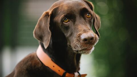 Jagdhund (Symbolbild)