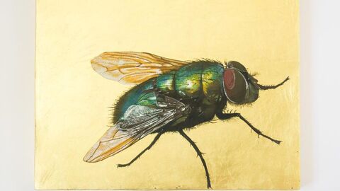 Brummer Bild einer Fliege vor gelbem Hintergrund