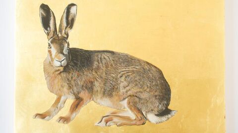 Hase Bild eines Hasen vor gelbem Hintergrund