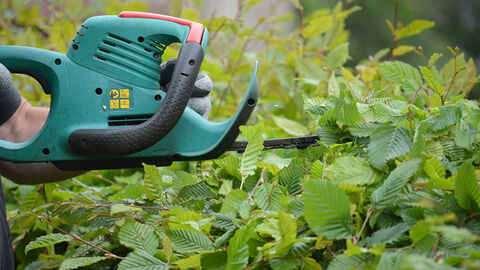 Heckenschere, mit der eine Hecke geschnitten wird.