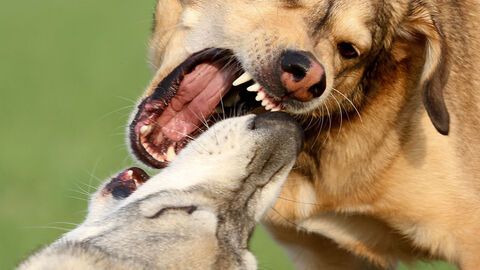 Zwei Hunde kämpfen oder spielen miteinander.