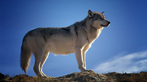 Wolf steht auf einem Feld oder Felsen, im Hintergrund ein blauer Himmel.