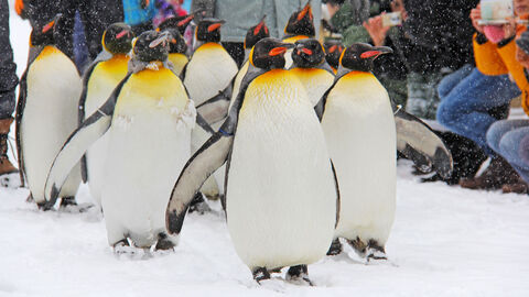 Eine Gruppe von Pinguine bewegt sich durch den Schnee und wird dabei von zahlreichen Personen fotografiert.