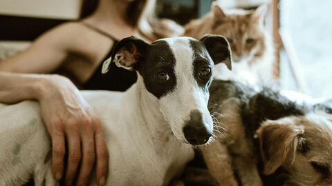 Junge Frau umgibt sich mit zwei Hunden und einer Katze.