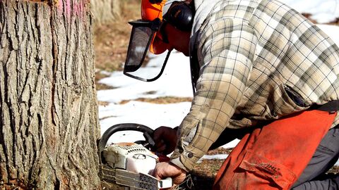 Eine Person mit einer Kettensäge arbeitet an einem Baumstamm.