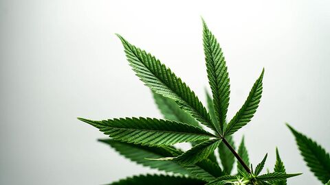 Cannabis Cannabis-Pflanze vor weißem Hintergrund
