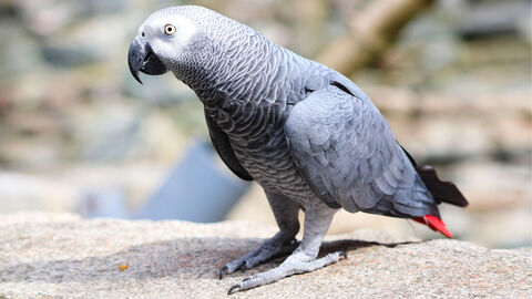 Kongo-Graupapagei steht auf einem hellen Untergrund.