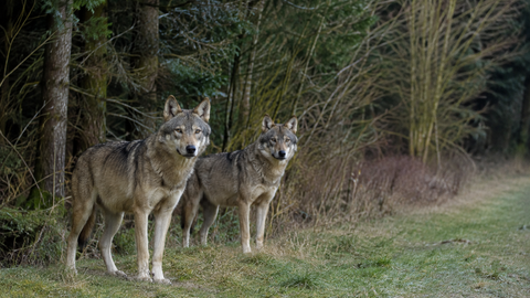 Zwei Wölfe stehen am Waldrand, von vorne sichtbar, im Hintergrund Wald, im Vordergrund Wiese.
